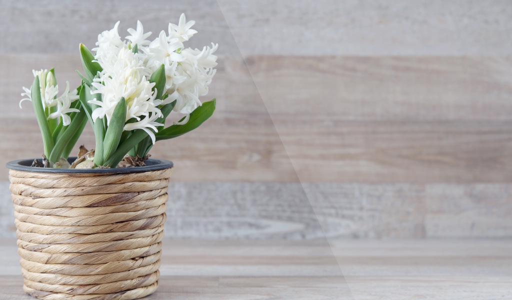 Белые цветы гиацинта в горшке на фоне стены