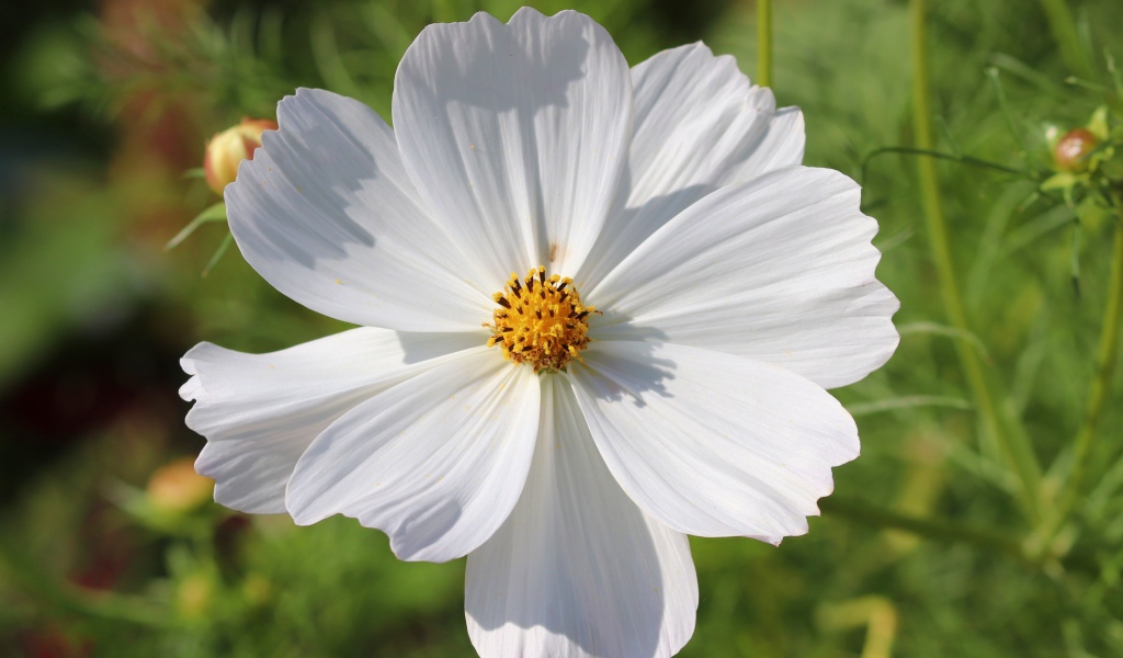 Белый цветок космея крупным планом