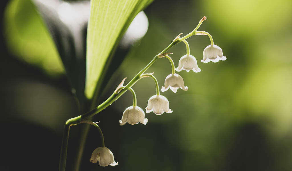 Белые ландыши с зелеными листьями