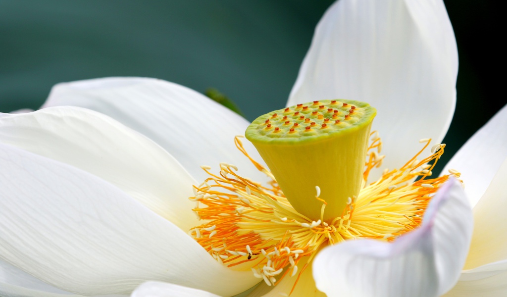 Белый цветок лотоса с крупной серединой 