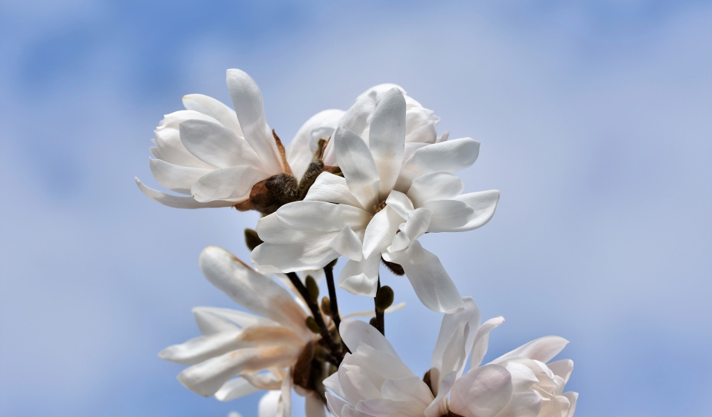 Белые цветы магнолии на голубом фоне