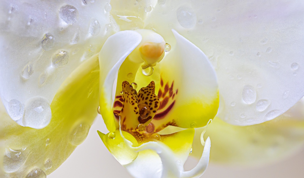 Белый цветок орхидеи в каплях воды крупным планом