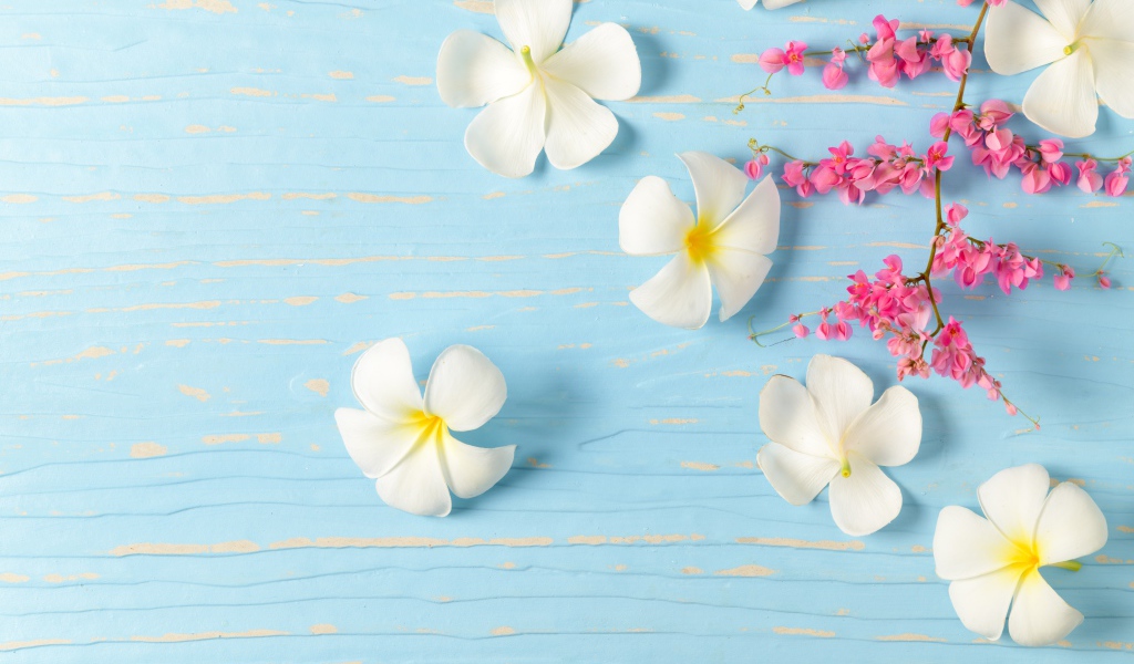 Белые цветы плюмерии на голубом фоне