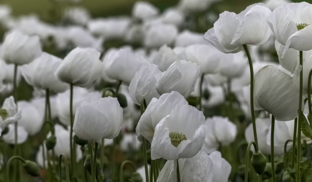 Белые маки с бутонами крупным планом