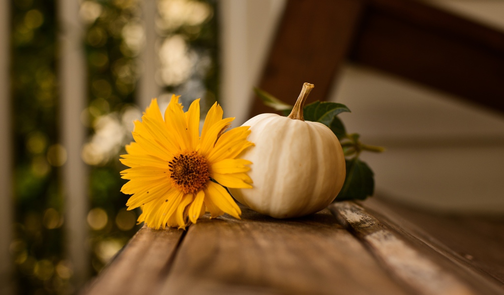 Белая тыква с желтым цветком на лавке 
