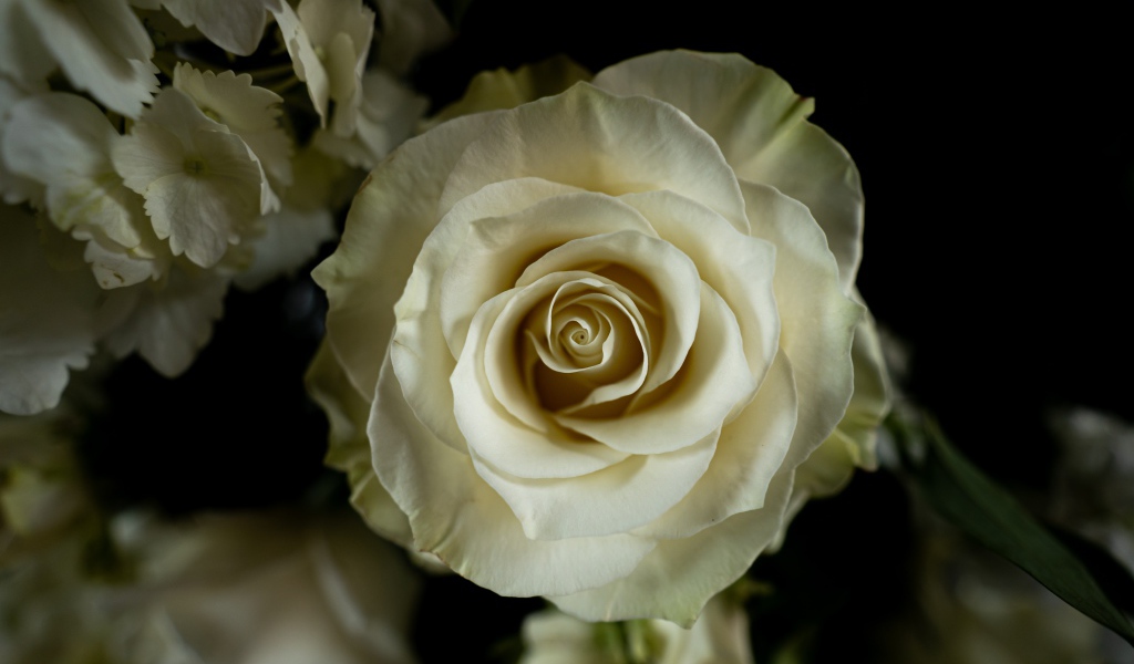 Белая роза с цветами  гортензии на черном фоне