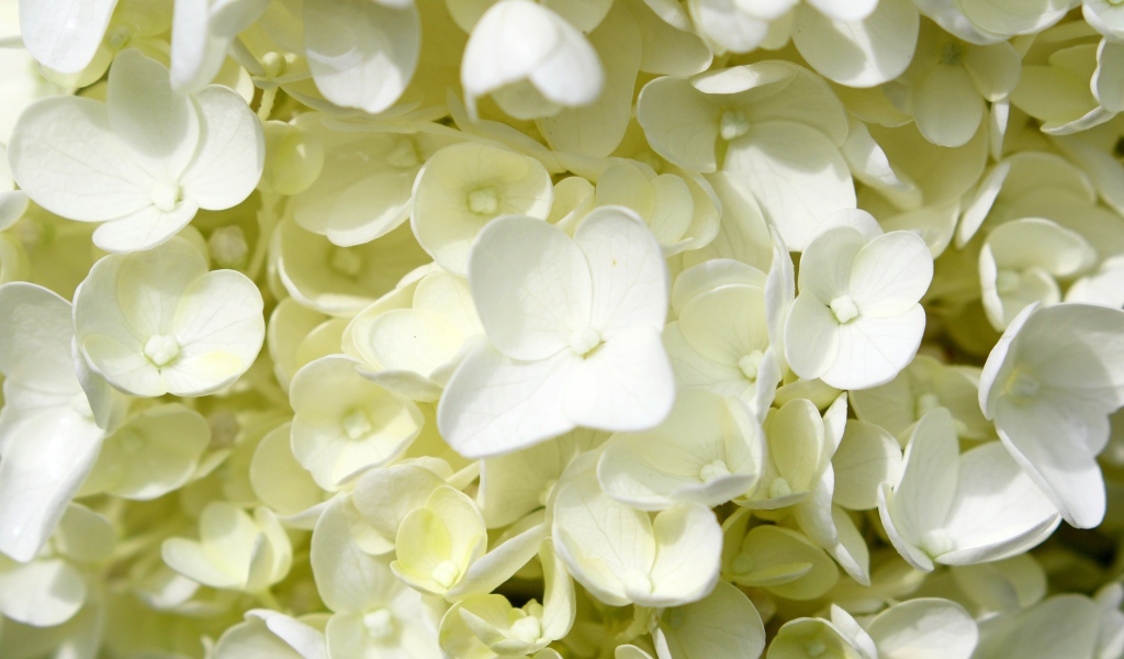 Белые мелкие цветы гортензии крупным планом