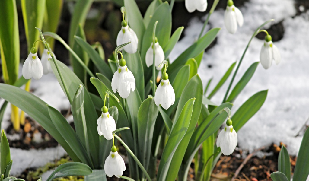 Белые подснежники с зелеными листьями на земле
