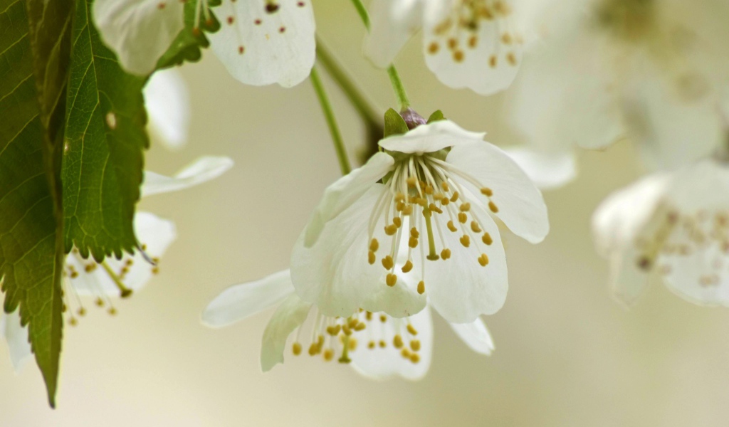 Белые весенние цветы вишни с зелеными листьями 