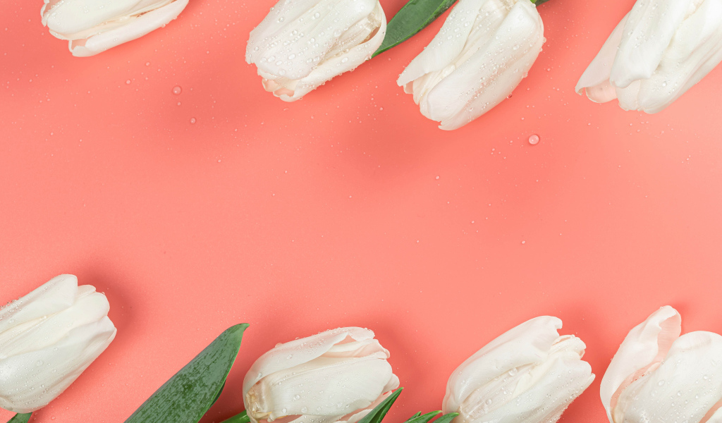 Белые тюльпаны в каплях росы на розовом фоне