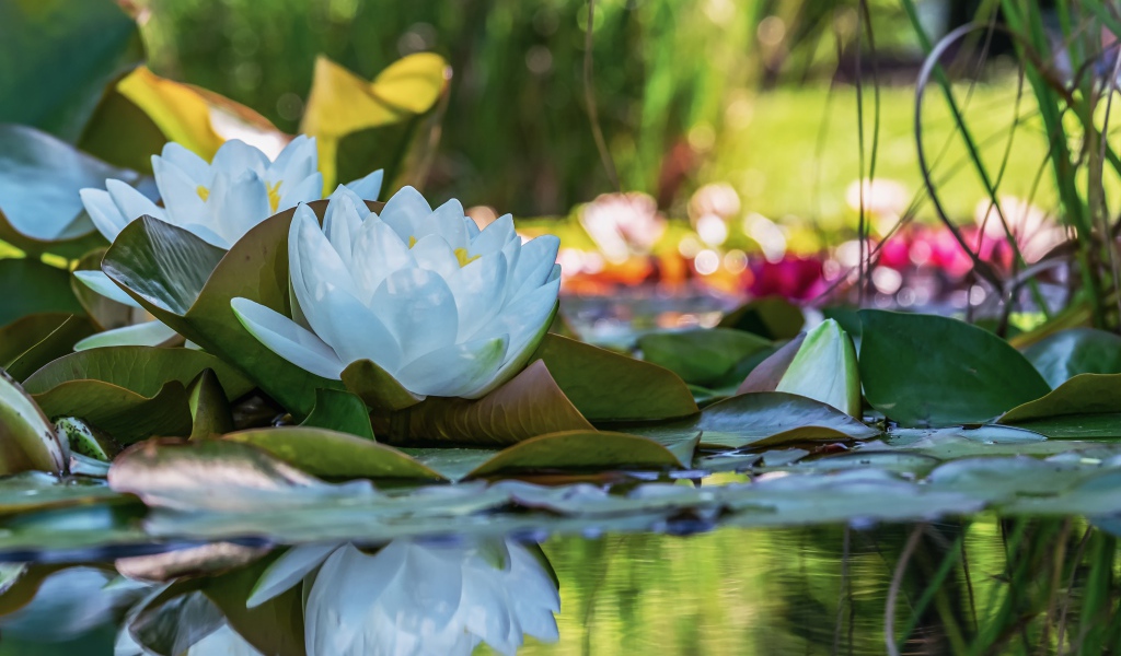 Белые цветы водяной лилии отражаются в воде