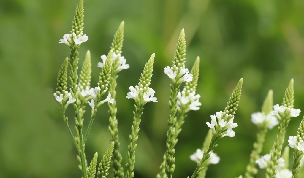 Белые полевые цветы на зеленом фоне