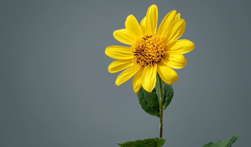 Желтый цветок топинамбура на сером фоне