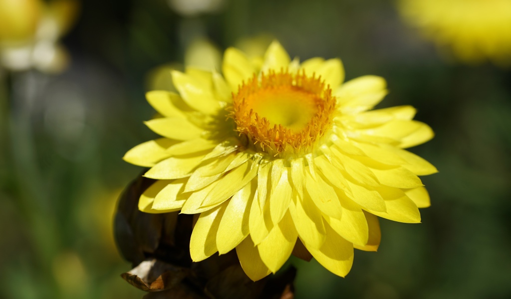 Желтый Xerochrysum крупным планом