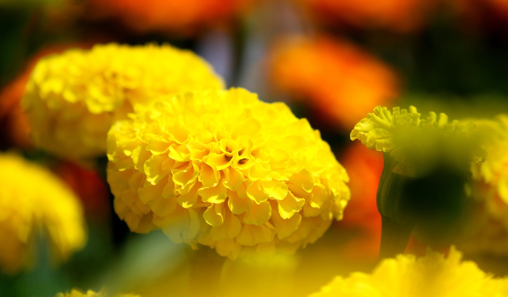 Желтые красивые бархатцы