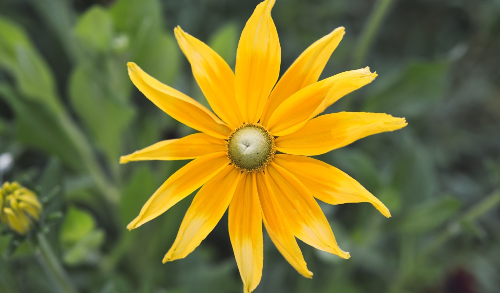 Желтый красивый цветок рудбекия  крупным планом 