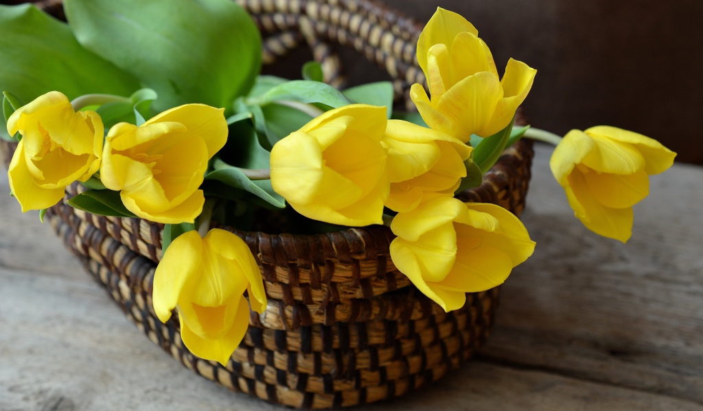 Желтые яркие цветы тюльпана в корзине