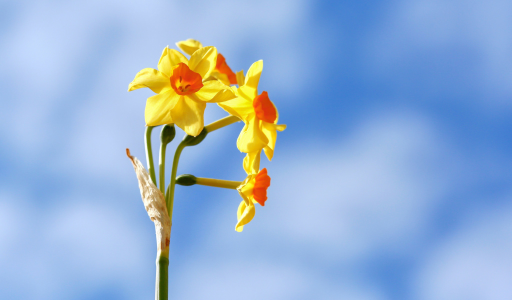 Желтые нарциссы на фоне голубого неба 