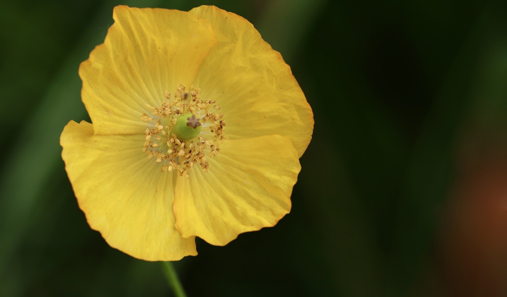 Желтый полевой мак крупным планом 