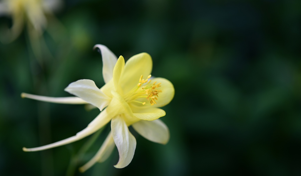 Желтый цветок водосбор крупным планом