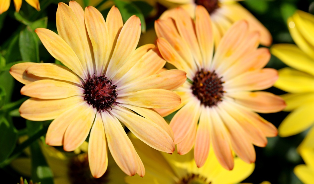 Желтые цветы  Остеоспермум крупным планом 