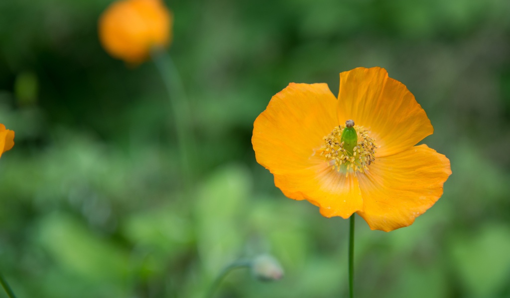 Желтые цветы эшшольция крупным планом