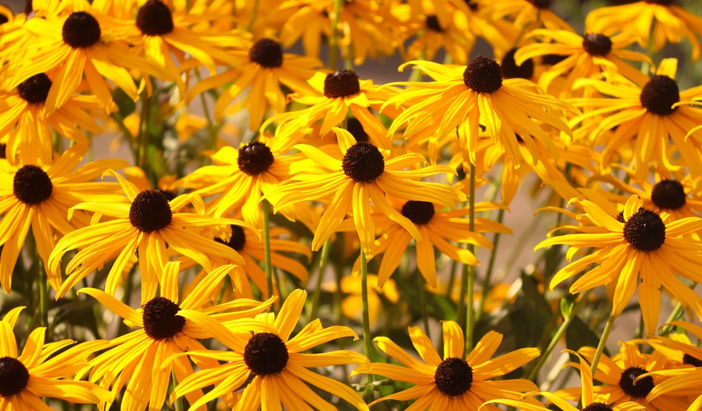 Желтые цветы рудбекия на клумбе 