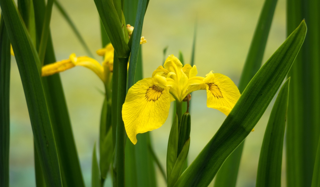 Желтые цветы ириса в зеленых листьях