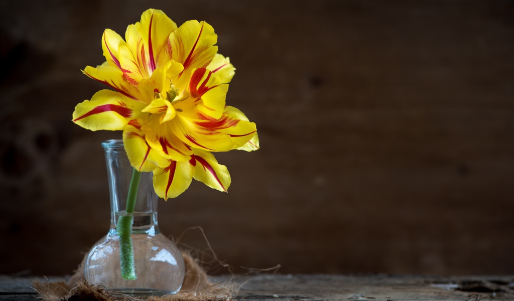 Желтый пышный цветок тюльпана в стеклянной вазе