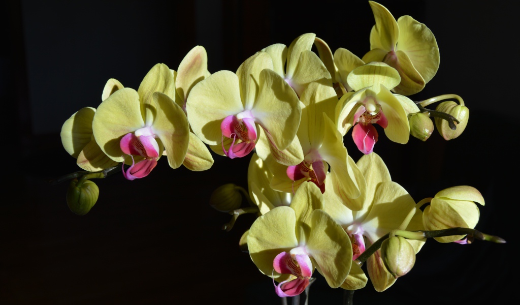 Желтые орхидеи с розовой серединкой на черном фоне