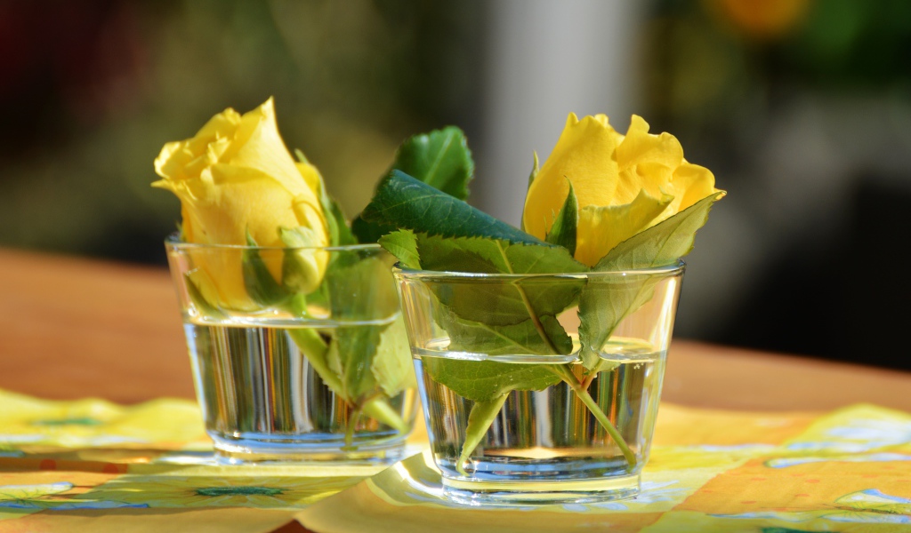Желтые цветы розы в стеклянных стаканах