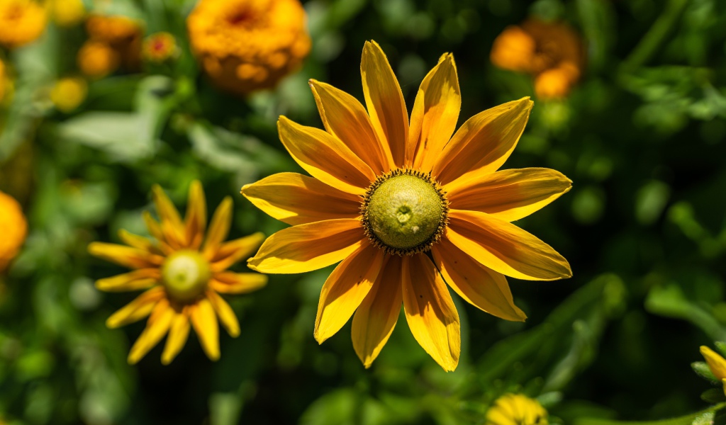 Желтый цветок рудбекия с бутонами крупным планом 