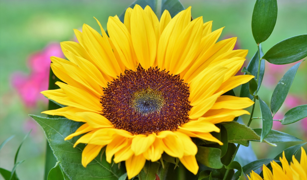 Желтый цветок подсолнуха в зеленых листьях крупным планом