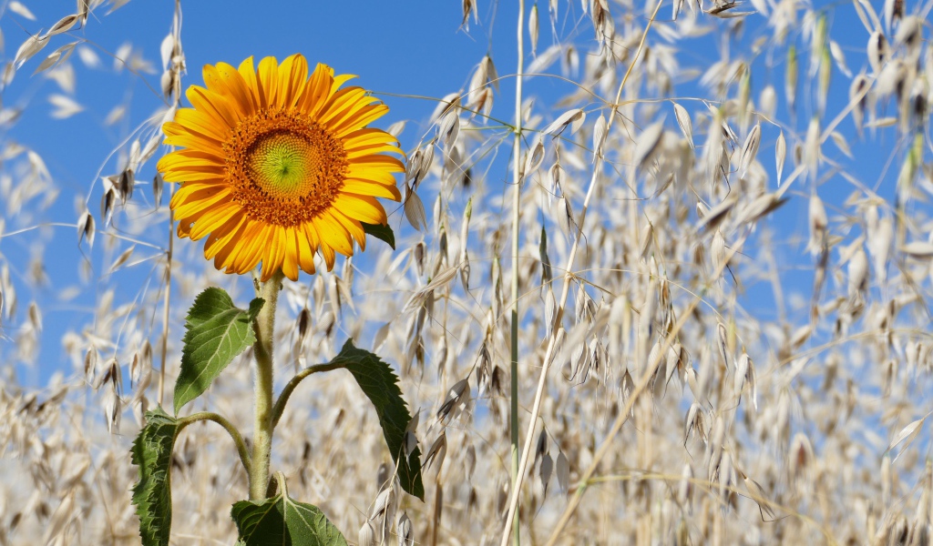 Желтый подсолнух на поле с колосьями 