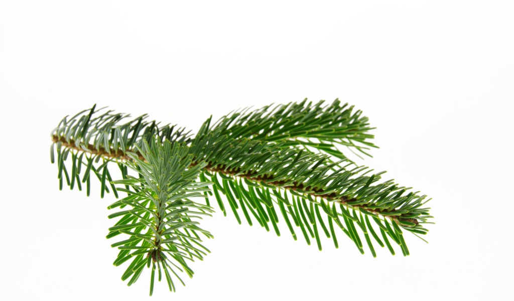 Зеленая ветка ели на белом фоне 