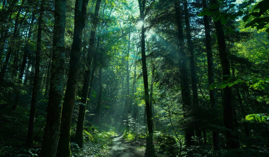 Солнце пробивается сквозь густые деревья 