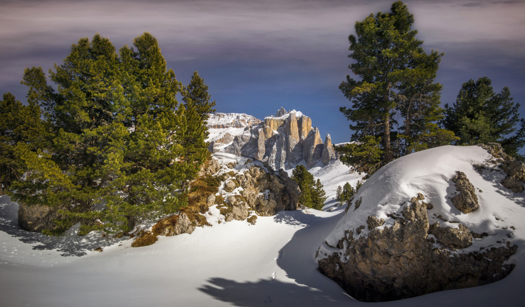 Ели на заснеженной вершине горы