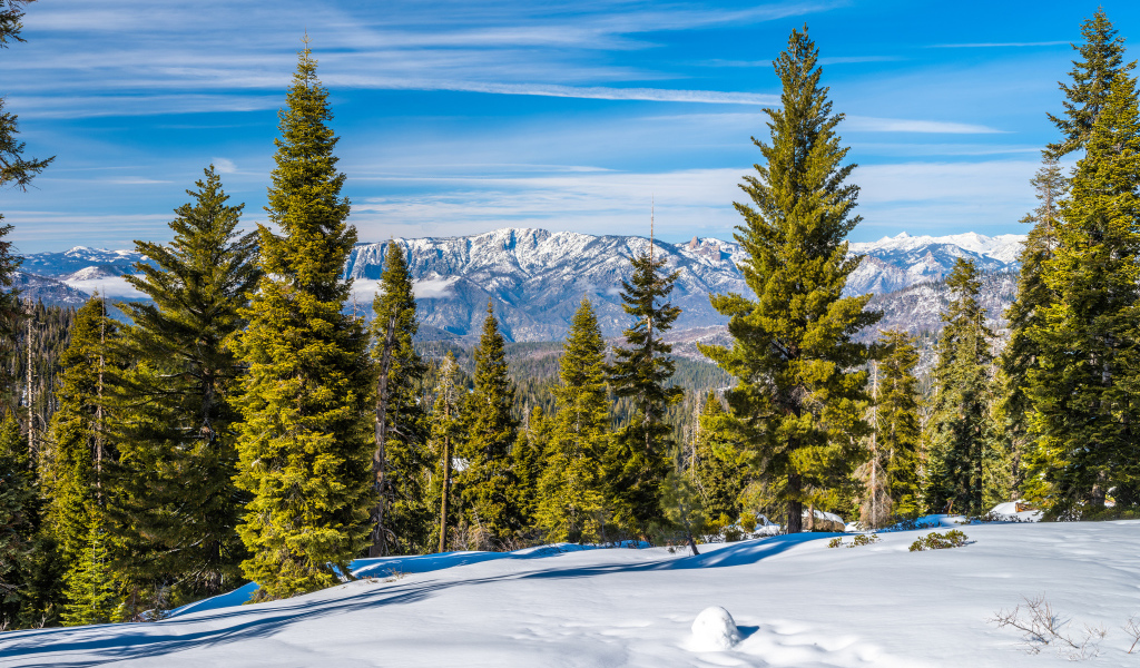 Красивый зимний вид на горы и зеленые ели под голубым небом