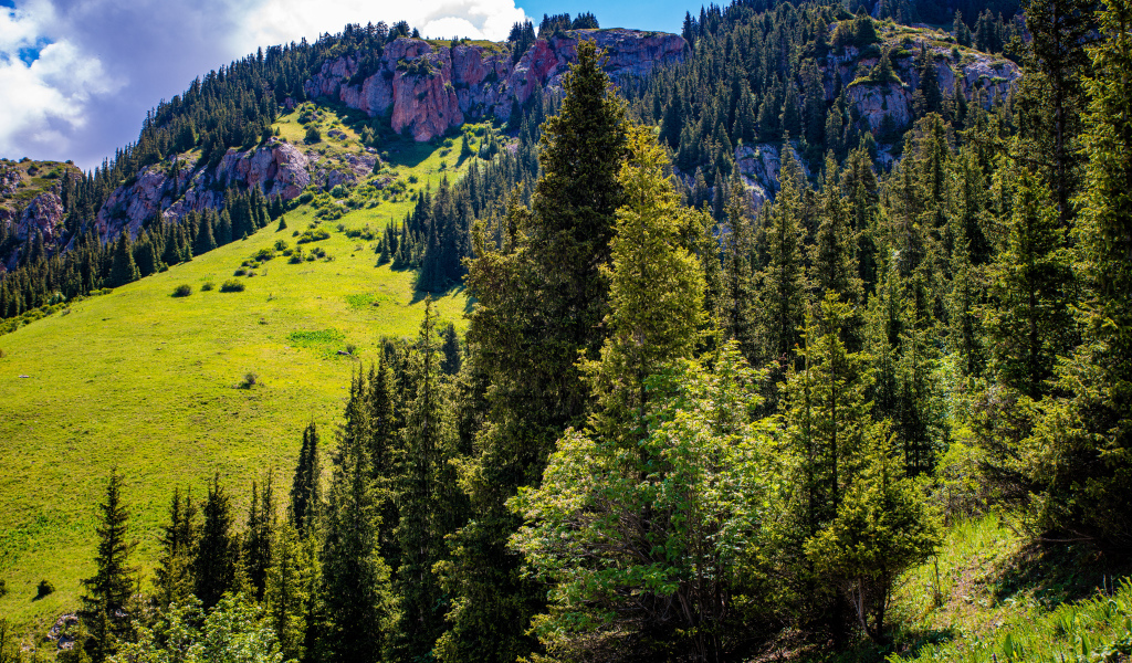 Густой лес на склонах горы в лучах солнца