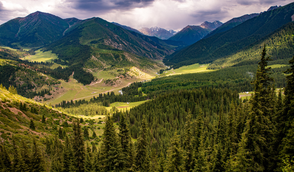 Зеленые ели покрывают высокие горы 