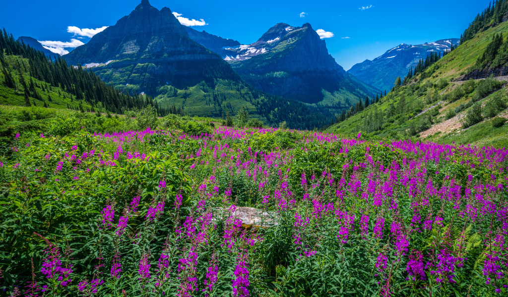 Розовые цветы у подножия горы на фоне голубого неба