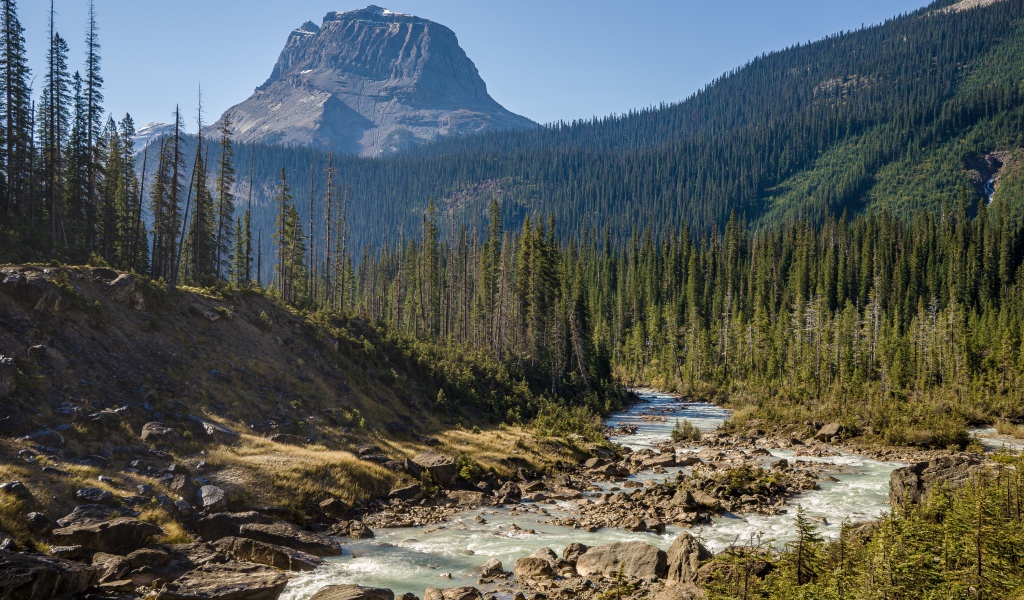 Гора покрыта хвойным лесом у реки 