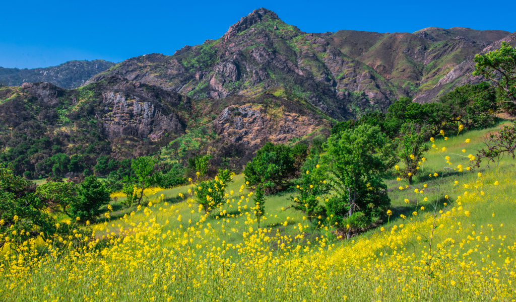 Желтые цветы и зеленая трава у подножия горы