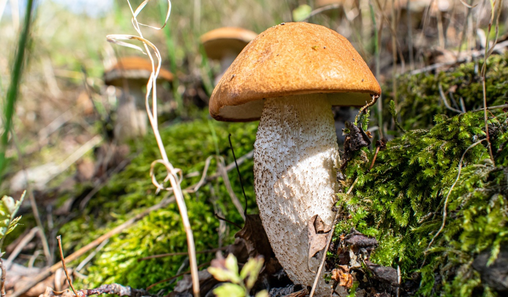 Большой белый гриб  растет на покрытой мхом земле