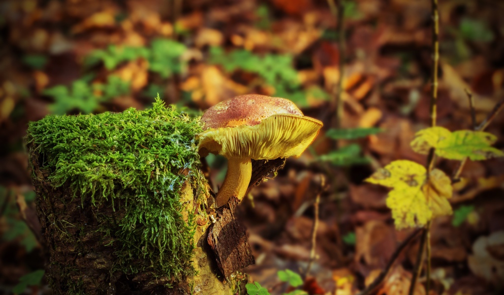 Дикий гриб растет на покрытом мхом пне