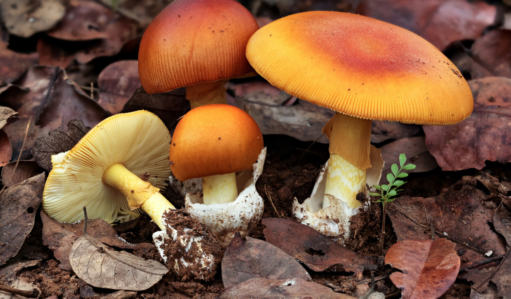 Осенние грибы растут в опавшей листве