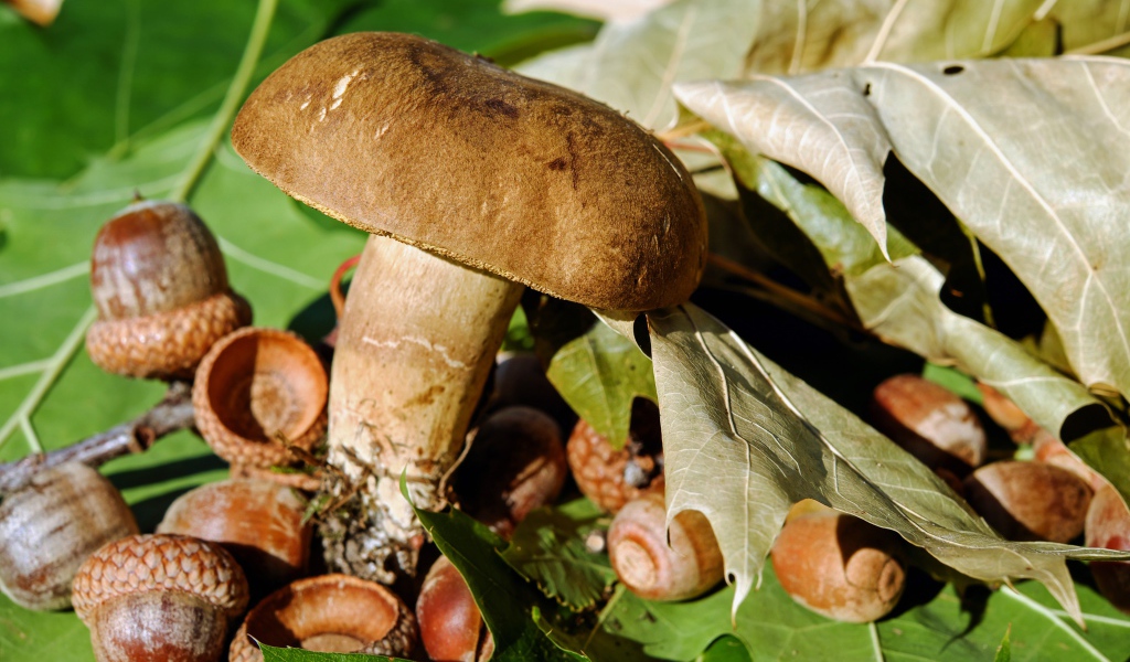 Большой гриб с желудями на земле