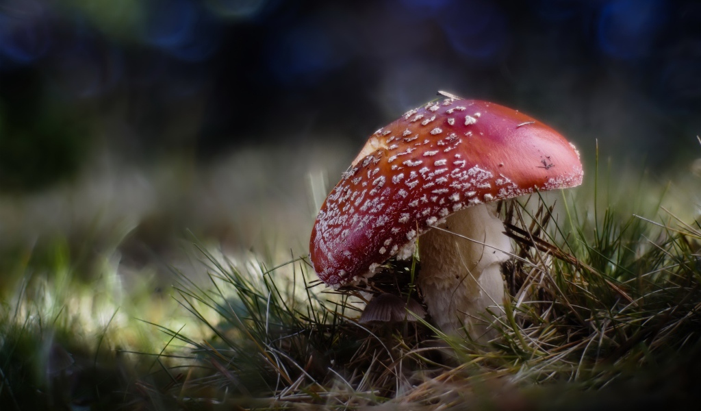 Большой красный мухомор растет на траве