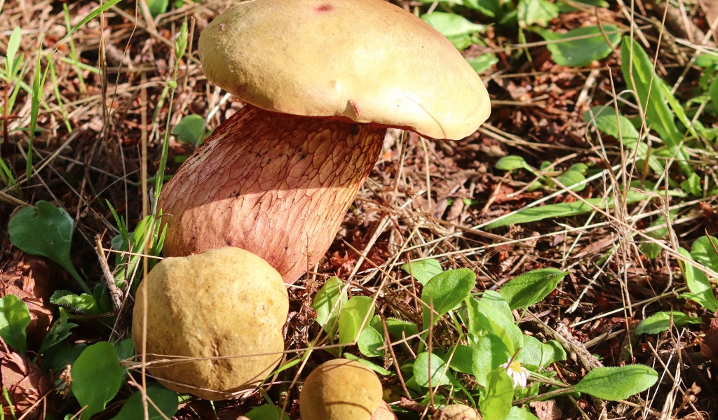 Большой белый гриб на траве в лесу