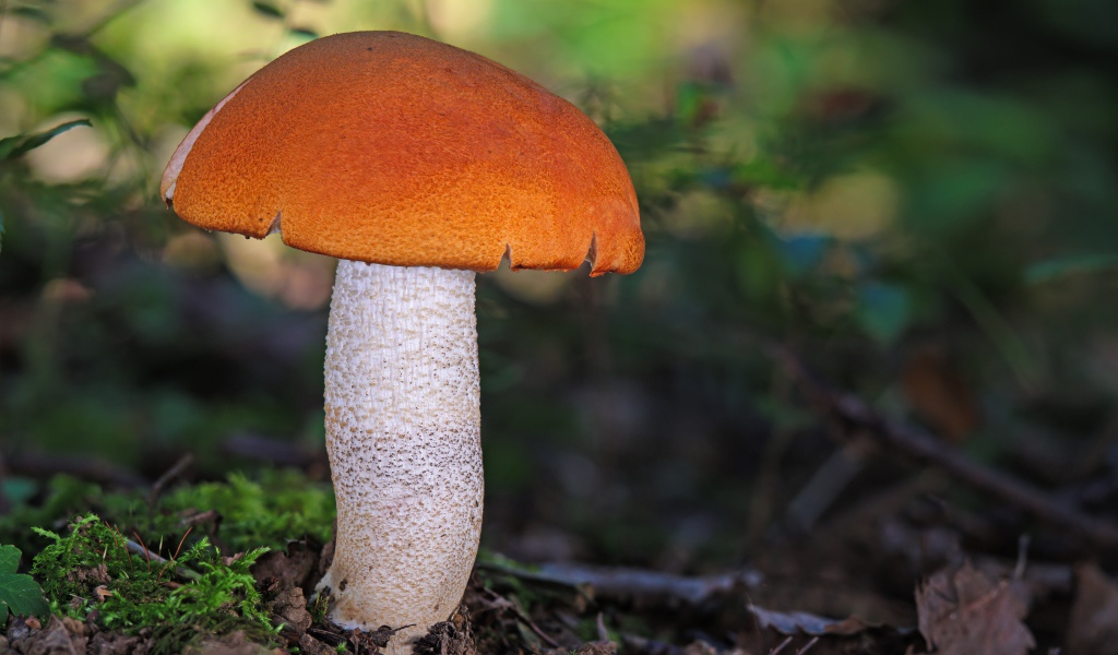 Подосиновик на земле в лесу